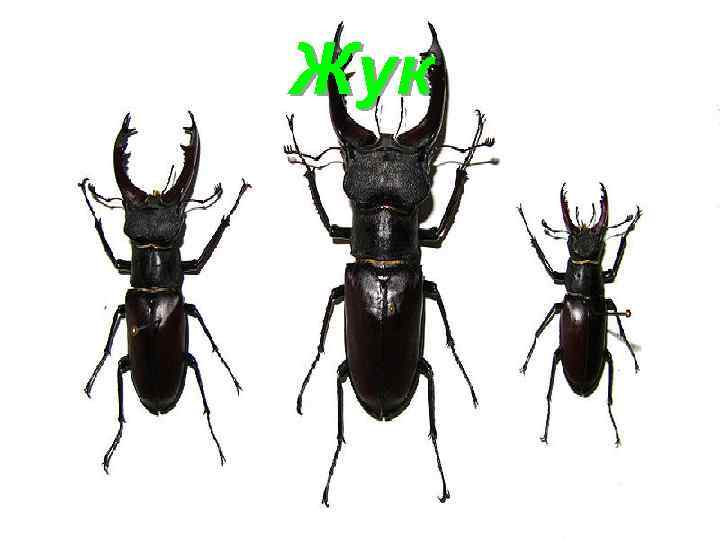 Жук 