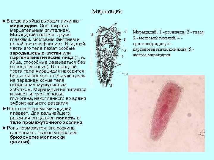 Мирацидий ►В воде из яйца выходит личинка − мирацидий. Она покрыта мерцательным эпителием. Мирацидий