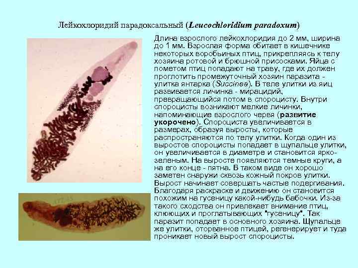 Лейкохлоридий парадоксальный (Leucochloridium paradoxum) Длина взрослого лейкохлоридия до 2 мм, ширина до 1 мм.