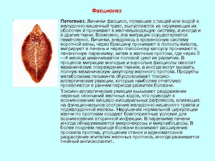 Фасциолез Патогенез. Личинки фасциол, попавшие с пищей или водой в желудочно кишечный тракт, вылупляются