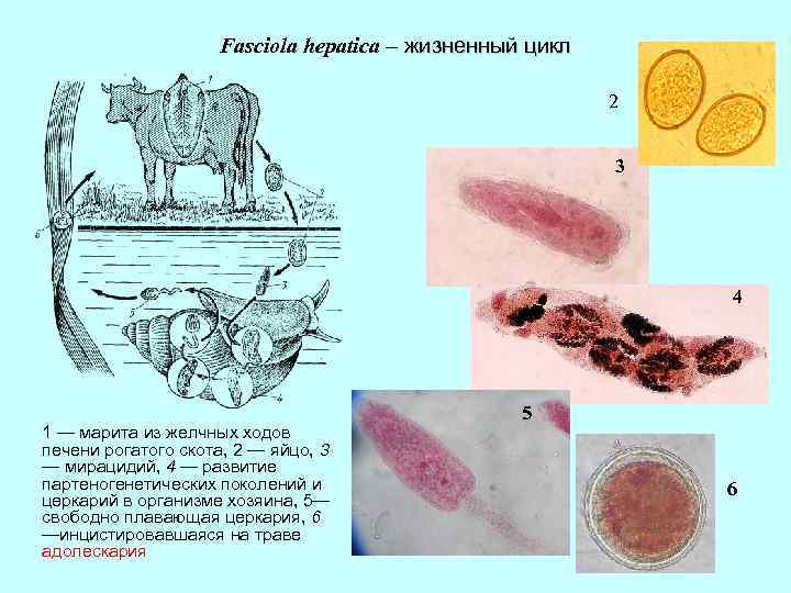 Fasciola hepatica – жизненный цикл 2 3 4 1 — марита из желчных ходов