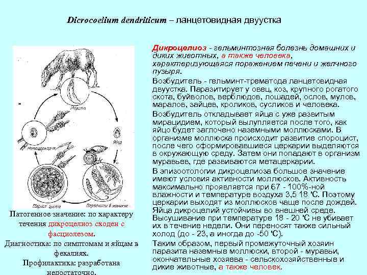 Dicrocoelium dendriticum – ланцетовидная двуустка Патогенное значение: по характеру течения дикроцелиоз сходен с фасциолезом.