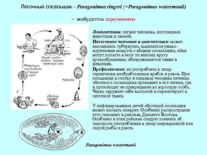 Легочный сосальщик картинки