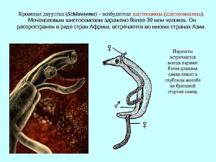 Кровяные двуустки (Schistosoma) – возбудители шистосомоза (шистосоматоза). Мочеполовым шистосомозом заражено более 39 млн человек.