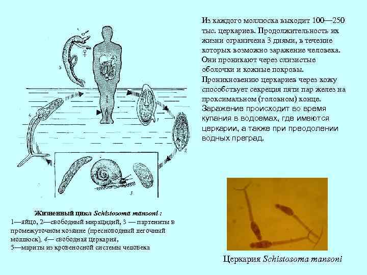 Из каждого моллюска выходит 100— 250 тыс. церкариев. Продолжительность их жизни ограничена 3 днями,