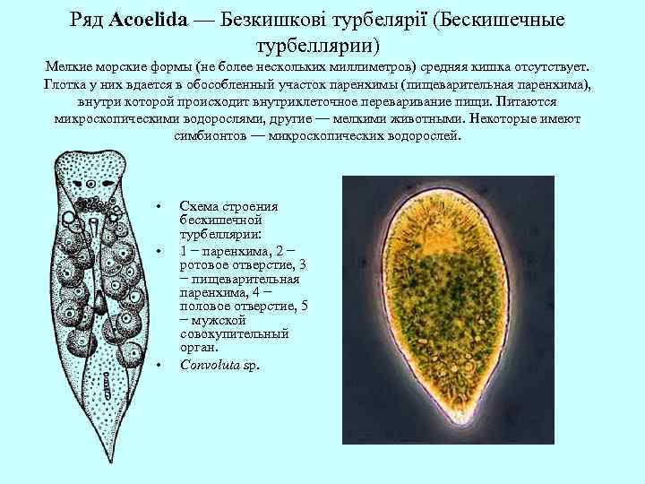 Ряд Acoelida — Безкишкові турбелярії (Бескишечные турбеллярии) Мелкие морские формы (не более нескольких миллиметров)