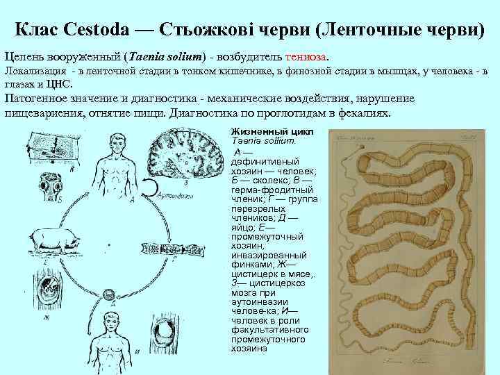 Клас Cestoda — Стьожкові черви (Ленточные черви) Цепень вооруженный (Taenia solium) - возбудитель тениоза.