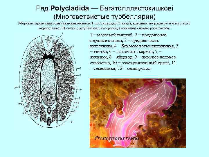 Ряд Polycladida — Багатогіллястокишкові (Многоветвистые турбеллярии) Морские представители (за исключением 1 пресноводного вида), крупные