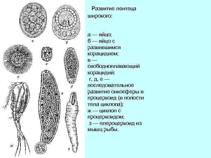  Развитие лентеца широкого: а — яйцо; б — яйцо с развившимся корацидием; в