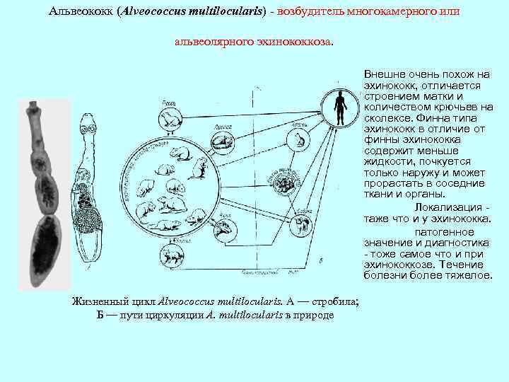 Альвеококк (Alveococcus multilocularis) - возбудитель многокамерного или альвеолярного эхинококкоза. Внешне очень похож на эхинококк,