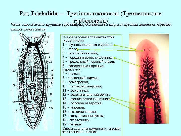 Ряд Tricladida — Тригіллястокишкові (Трехветвистые турбеллярии) Чаще относительно крупные турбеллярии, обитающие в морях и