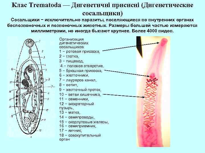 Клас Trematoda — Дигенетичні присисні (Дигенетические сосальщики) Сосальщики − исключительно паразиты, поселяющиеся во внутренних