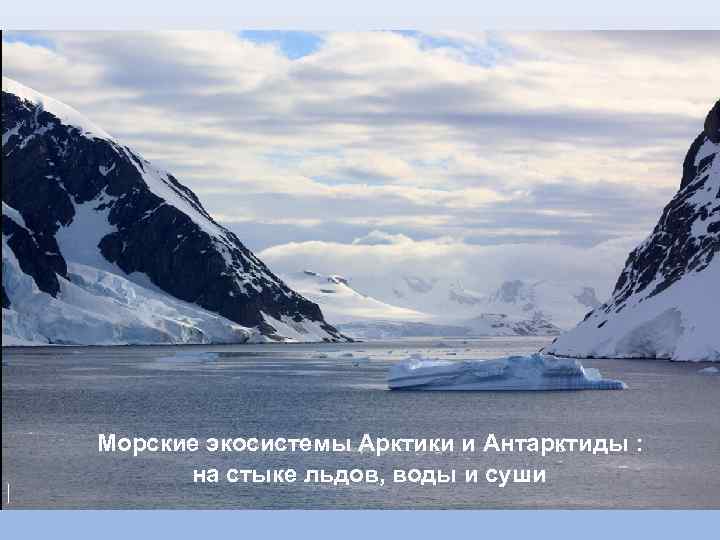  Морские экосистемы Арктики и Антарктиды : на стыке льдов, воды и суши 