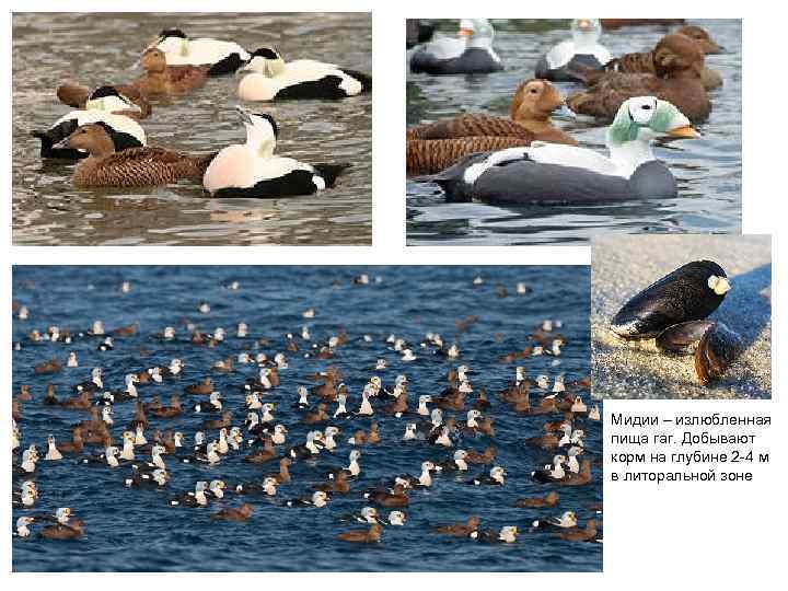 Мидии – излюбленная пища гаг. Добывают корм на глубине 2 -4 м в литоральной