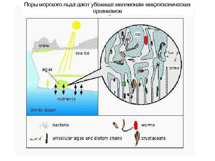 Поры морского льда дают убежище миллионам микроскопических организмов 
