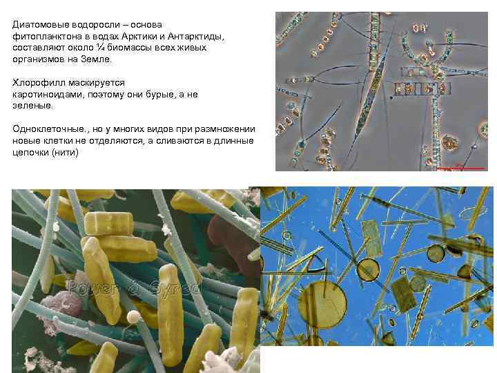 Фитопланктон образуют. Класс диатомовые водоросли. Фитопланктон диатомовые водоросли. Диатомовые водоросли под микроскопом. Диатомовые одноклеточные водоросли.