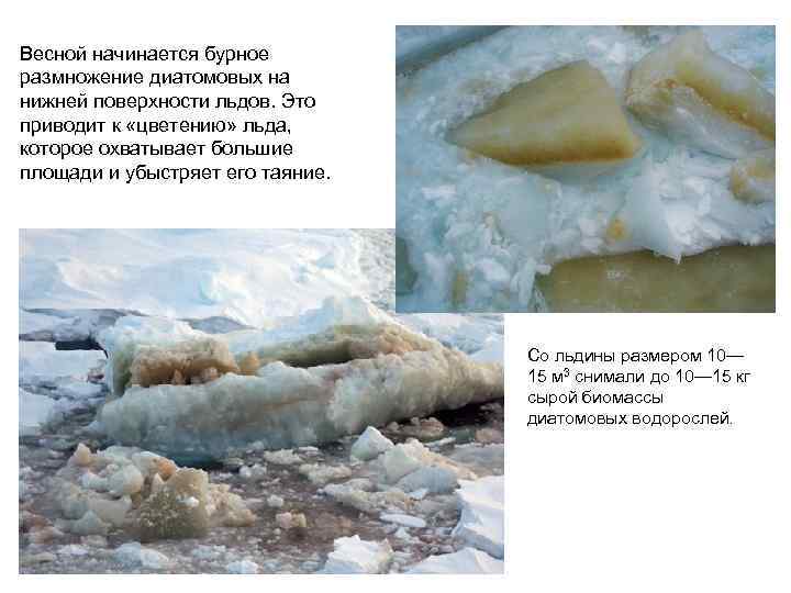Весной начинается бурное размножение диатомовых на нижней поверхности льдов. Это приводит к «цветению» льда,