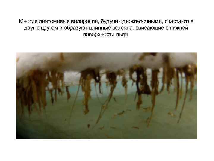Многие диатомовые водоросли, будучи одноклеточными, срастаются друг с другом и образуют длинные волокна, свисающие