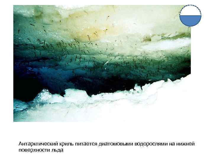 Антарктический криль питается диатомовыми водорослями на нижней поверхности льда 