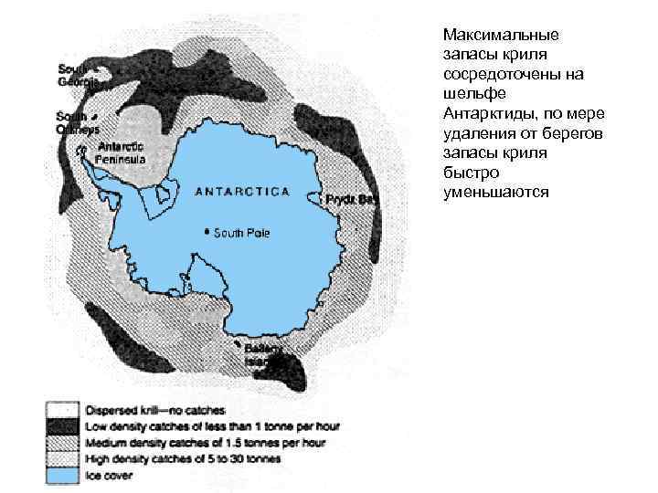 Максимальные запасы криля сосредоточены на шельфе Антарктиды, по мере удаления от берегов запасы криля
