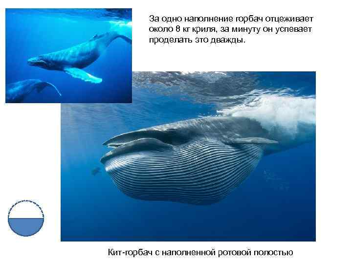 За одно наполнение горбач отцеживает около 8 кг криля, за минуту он успевает проделать