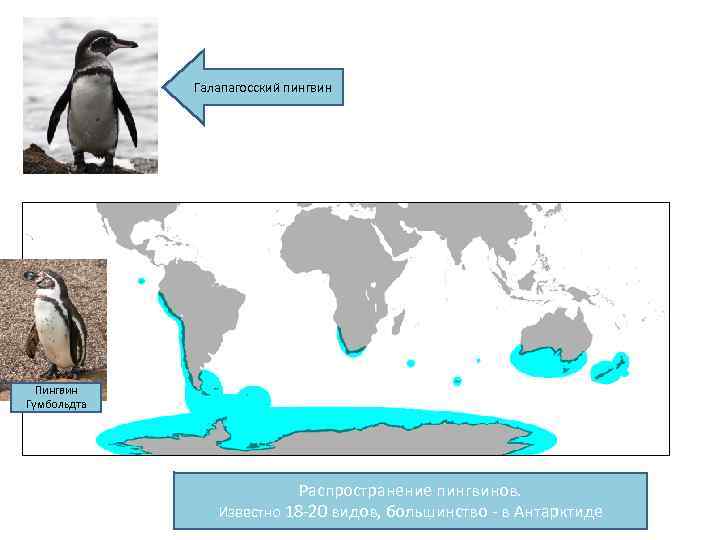 Галапагосский пингвин Пингвин Гумбольдта Распространение пингвинов. Известно 18 -20 видов, большинство - в Антарктиде