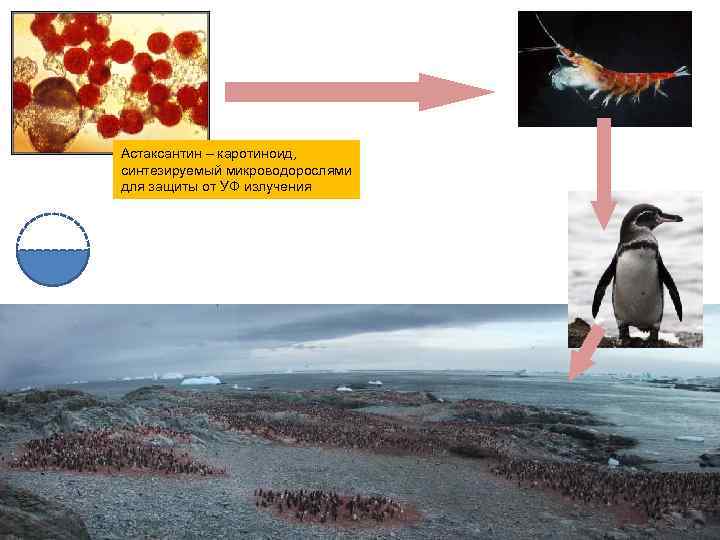 Астаксантин – каротиноид, синтезируемый микроводорослями для защиты от УФ излучения 