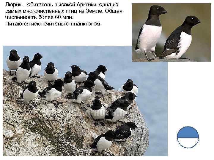 Люрик – обитатель высокой Арктики, одна из самых многочисленных птиц на Земле. Общая численность
