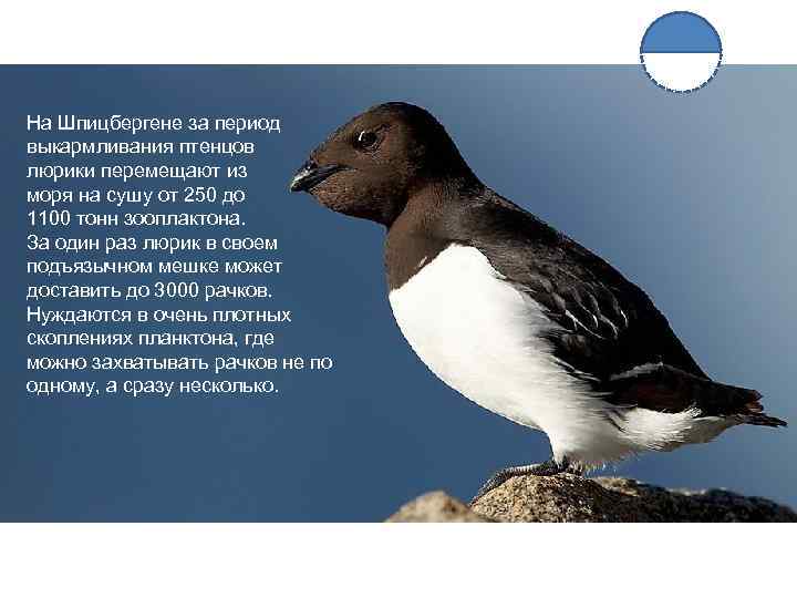 На Шпицбергене за период выкармливания птенцов люрики перемещают из моря на сушу от 250