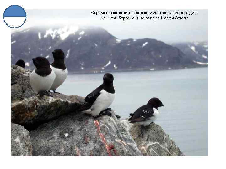 Огромные колонии люриков имеются в Гренландии, на Шпицбергене и на севере Новой Земли 