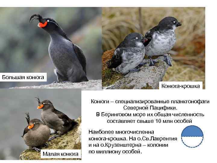 Большая конюга Конюга-крошка Конюги – специализированные планктонофаги Северной Пацифики. В Беринговом море их общая