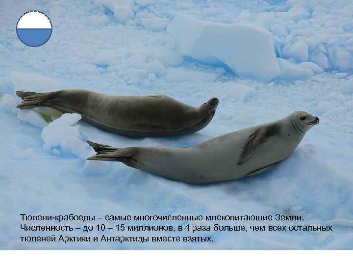 Тюлени-крабоеды – самые многочисленные млекопитающие Земли. Численность – до 10 – 15 миллионов, в