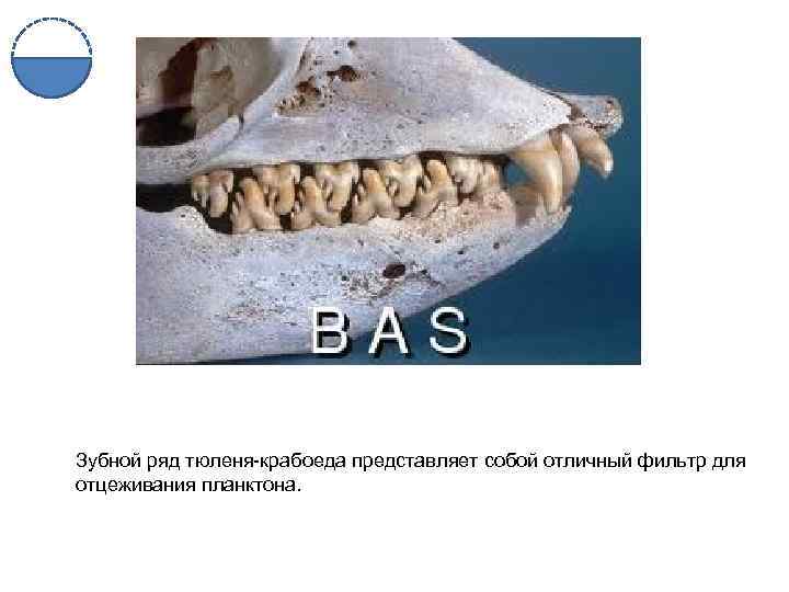 Зубной ряд тюленя-крабоеда представляет собой отличный фильтр для отцеживания планктона. 