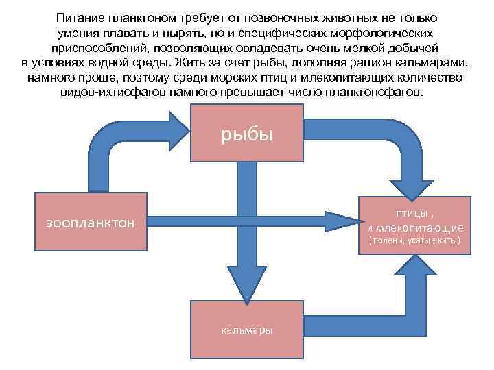 Питание планктоном требует от позвоночных животных не только умения плавать и нырять, но и