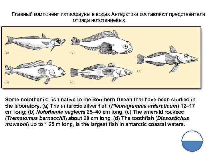 Главный компонент ихтиофауны в водах Антарктики составляют представители отряда нототениевых. Some nototheniid fish native