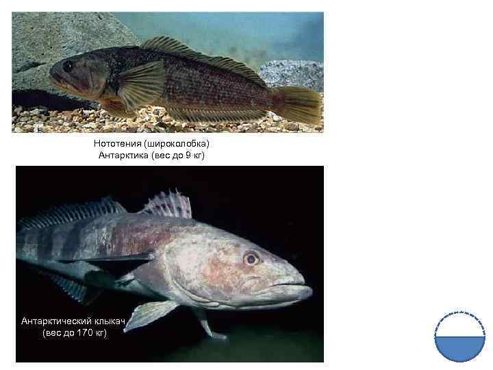 Нототения (широколобка) Антарктика (вес до 9 кг) Антарктический клыкач (вес до 170 кг) 