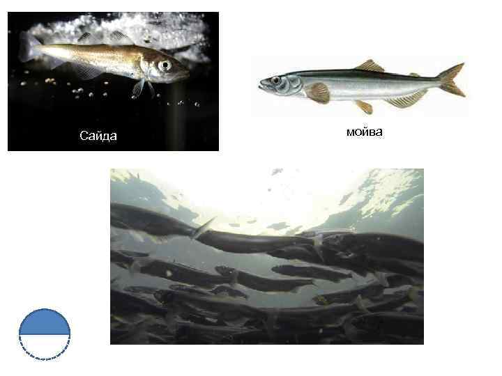 Сайда мойва 
