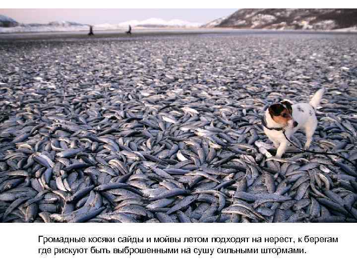 Громадные косяки сайды и мойвы летом подходят на нерест, к берегам где рискуют быть