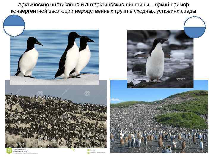 Арктические чистиковые и антарктические пингвины – яркий пример конвергентной эволюции неродственных групп в сходных