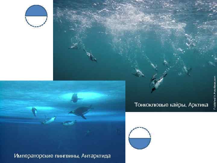 Тонкоклювые кайры, Арктика Императорские пингвины, Антарктида 