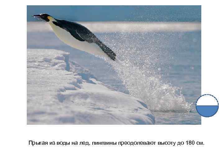 Прыгая из воды на лед, пингвины преодолевают высоту до 180 см. 