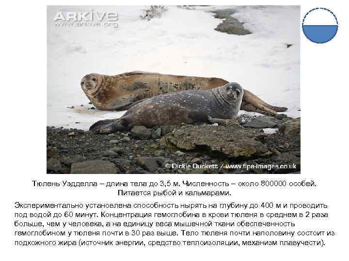Тюлень Уэдделла – длина тела до 3, 5 м. Численность – около 800000 особей.