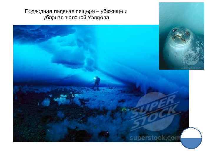 Подводная ледяная пещера – убежище и уборная тюленей Уэддела 