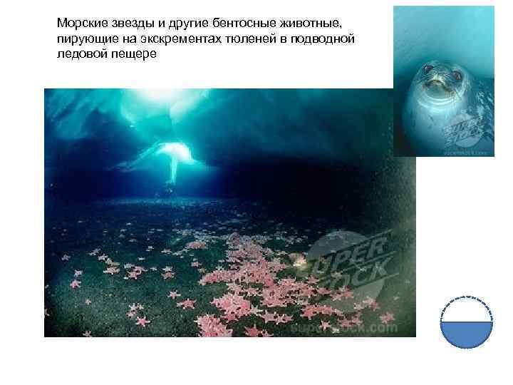 Морские звезды и другие бентосные животные, пирующие на экскрементах тюленей в подводной ледовой пещере