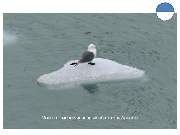 Моевка – многочисленный обитатель Арктики 