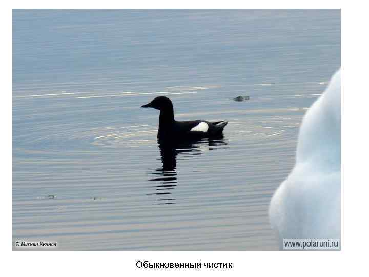 Обыкновенный чистик 