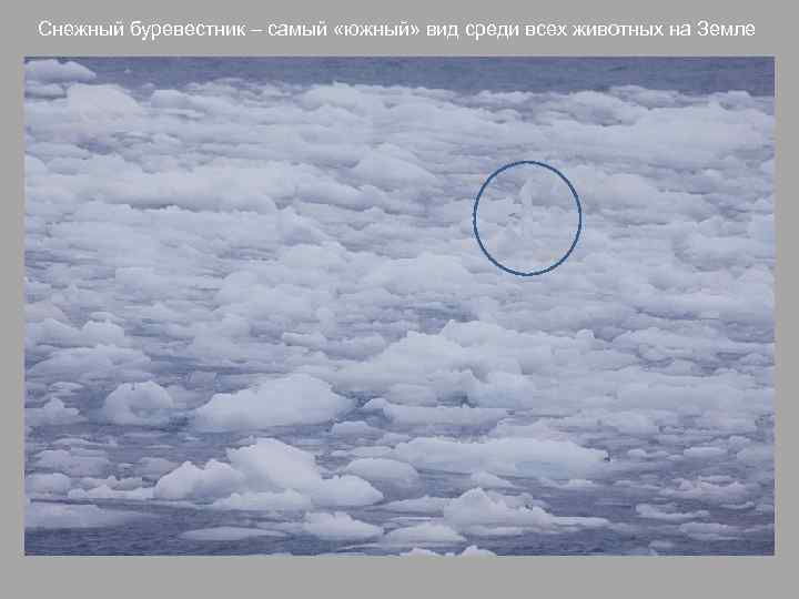 Снежный буревестник – самый «южный» вид среди всех животных на Земле 