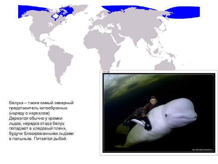 Белуха – также самый северный представитель китообразных (наряду с нарвалом). Держатся обычно у кромки