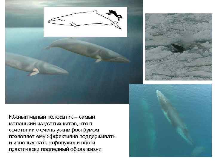 Южный малый полосатик – самый маленький из усатых китов, что в сочетании с очень