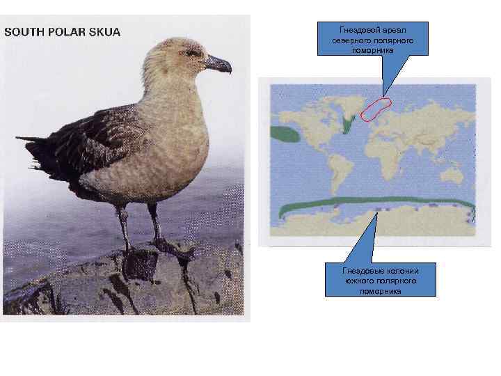 Гнездовой ареал северного полярного поморника Гнездовые колонии южного полярного поморника 